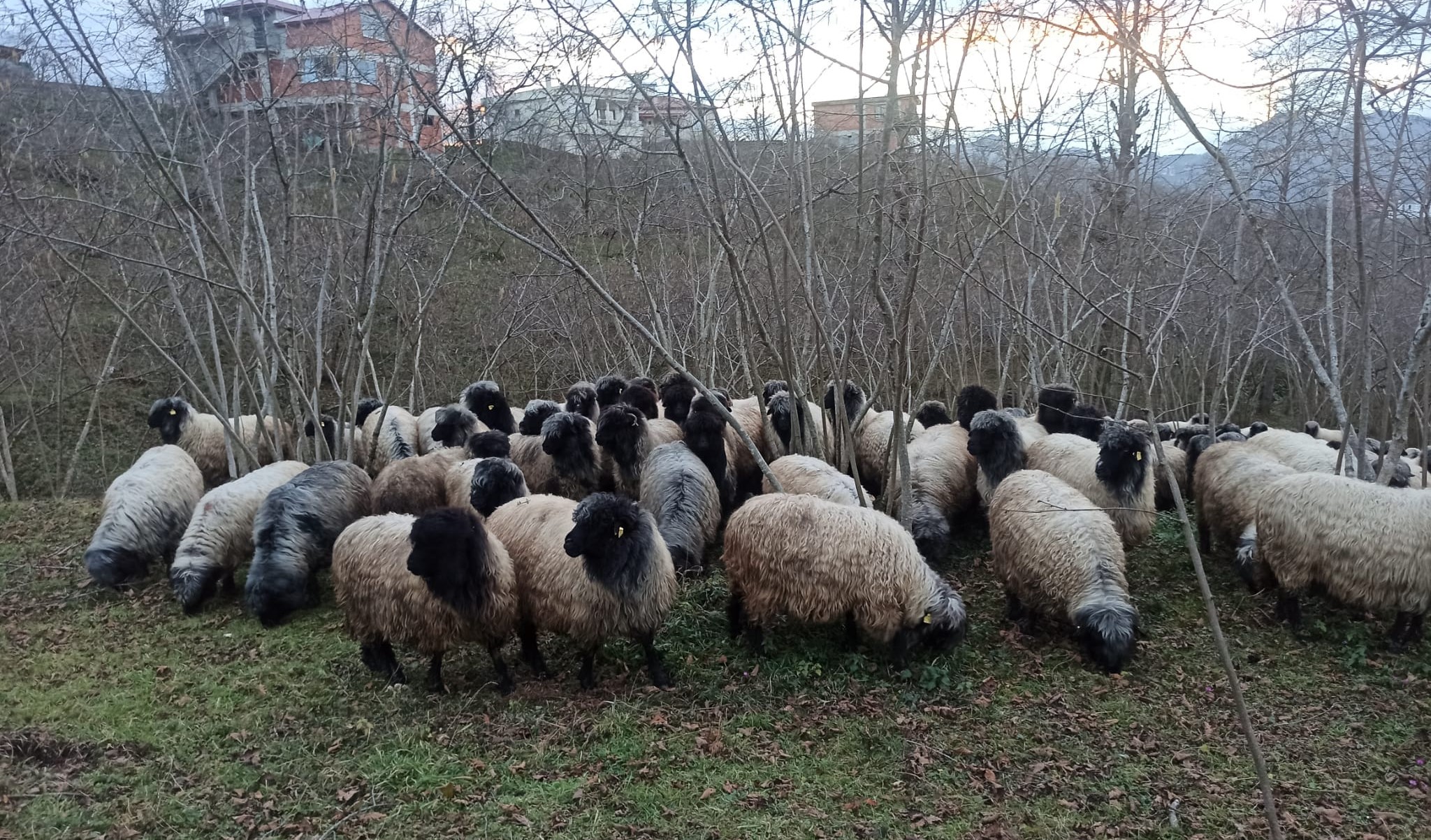 Giresun’da Çepni Koyunu koruma projesi başlatıldı