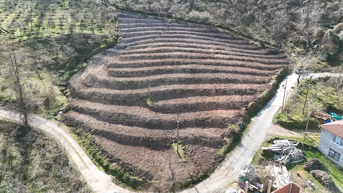 Giresun’da üreticilere 30 bin fındık fidanı dağıtıldı