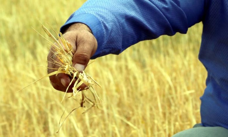 Çiftçilere müjde: Yüzde 50 hibeli destek başvuruları başladı!