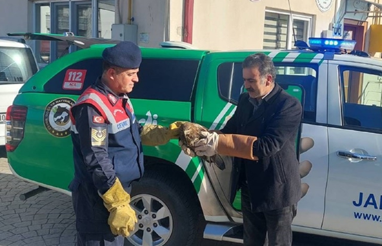 Giresun’da jandarma tarafından bulunan şahin koruma altına alındı