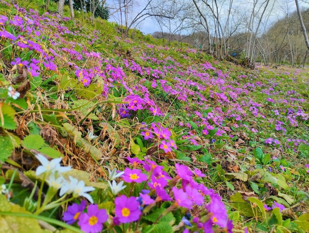 Giresun’da menekşeler baharın müjdesini verdi! Fındık bahçelerinde çalışma zamanı