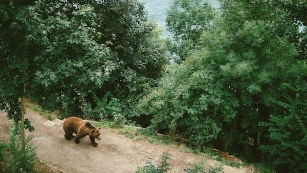 Giresun’da Artan Ayı Popülasyonu Tedirgin Ediyor!