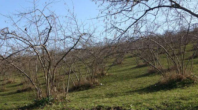 Karadeniz’de fındık üretiminde sıcak hava kaygısı artıyor