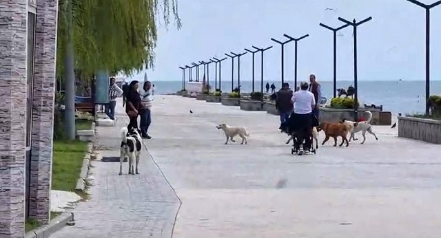 Sinop'ta Başıboş Köpekler Vatandaşları Tedirgin Ediyor