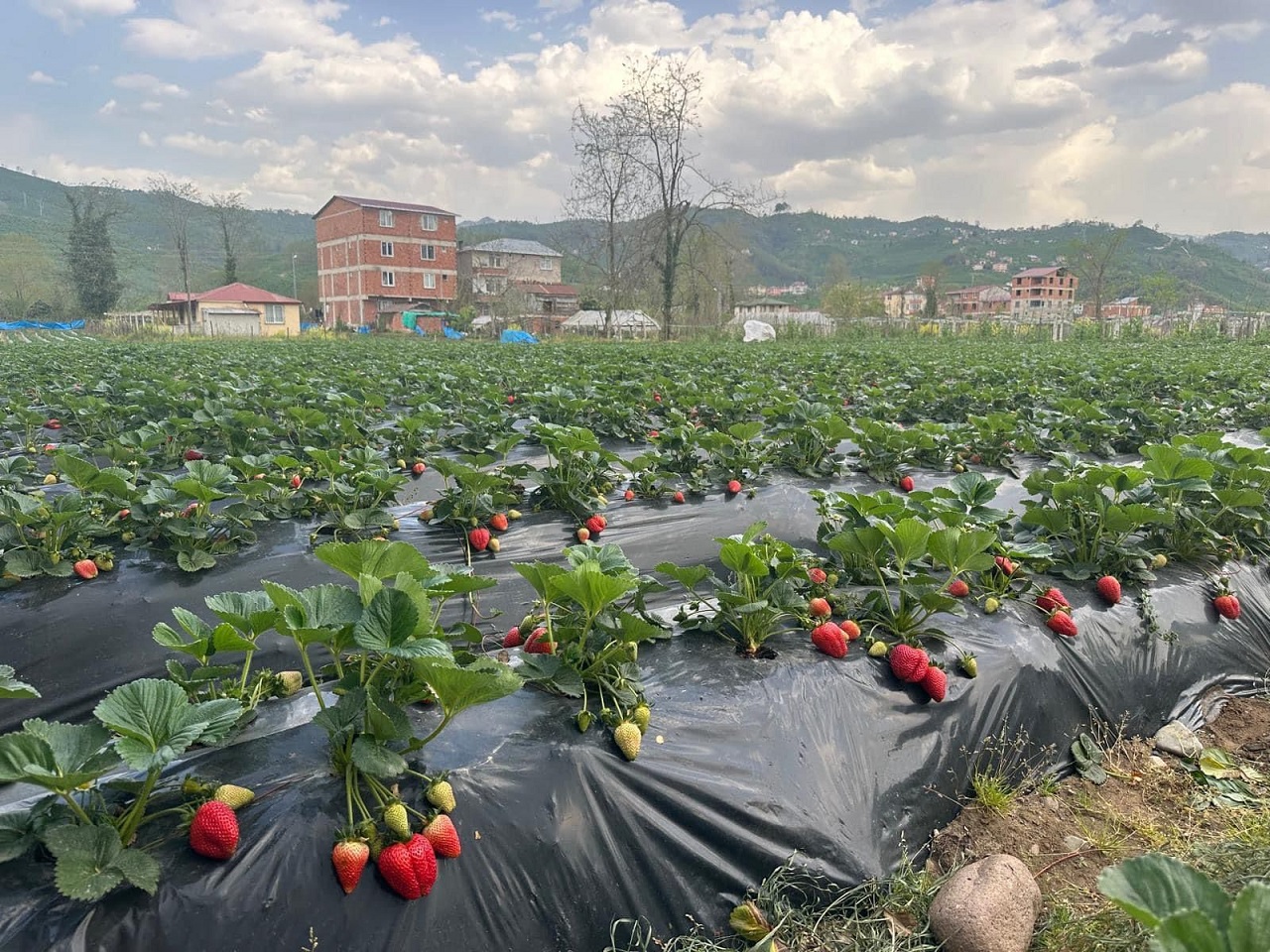 Ordu’da Çilek Üretimi Ekonomiye 90 Milyon Lira Katkı Sağlayacak