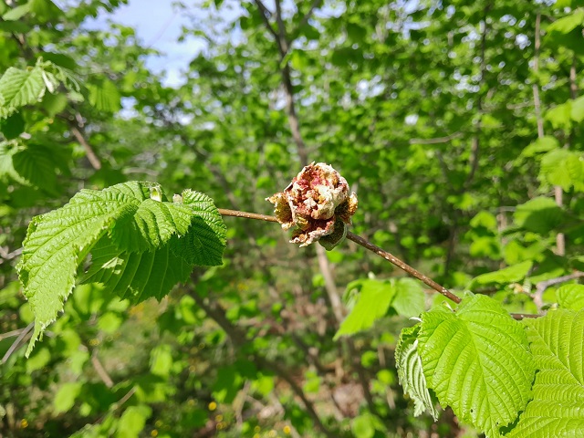 Fındık Kozalak Akarı