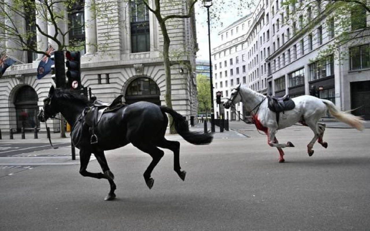 Londra’da Kaçan Kraliyet Atları Paniğe Yol Açtı: 4 Yaralı