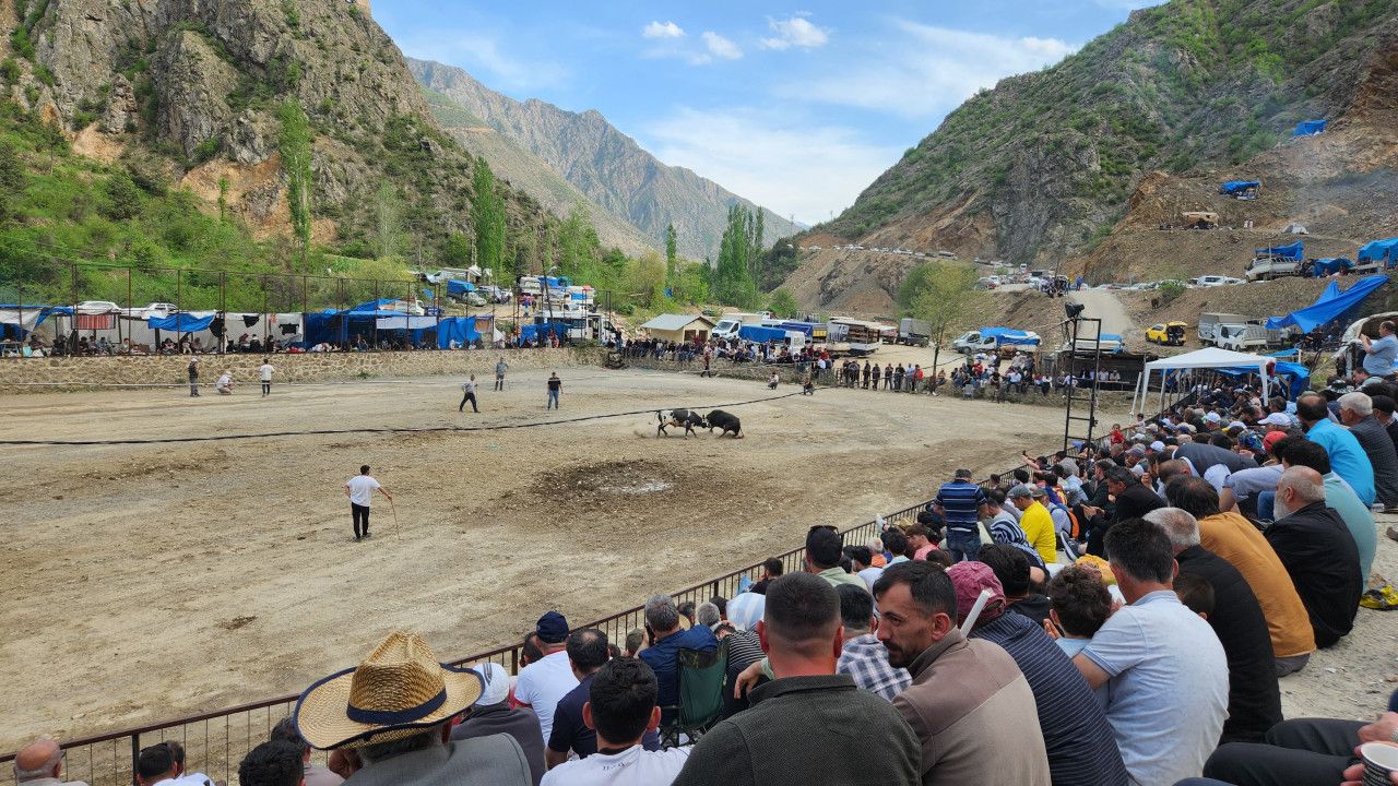 Artvin’in Geleneksel Festivali: Boğa Güreşleri Başladı!