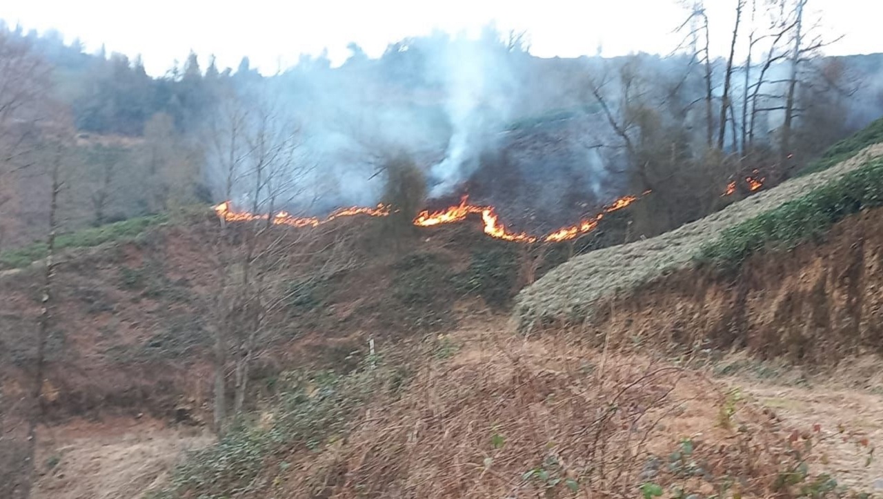 Artvin’de Çıkan Orman Yangını Kontrol Altına Alındı