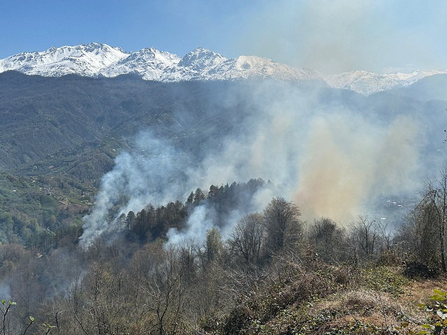 Artvin'de orman yangını