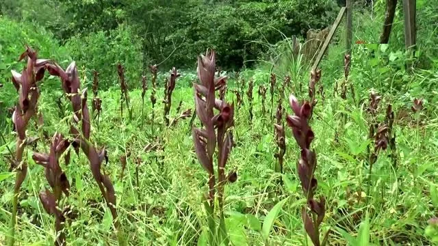 Giresun’da Fındığa Ek Gelir: Salep Hasadı Başladı!