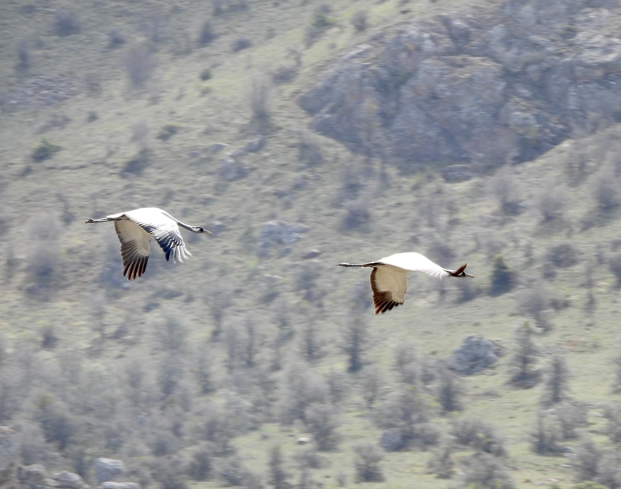 Turnalar Giresun’da Görüntülendi