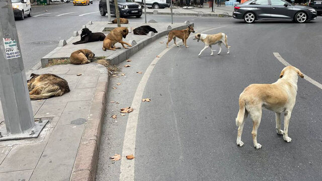 Başıboş Köpek Düzenlemesi Meclis’e Geliyor