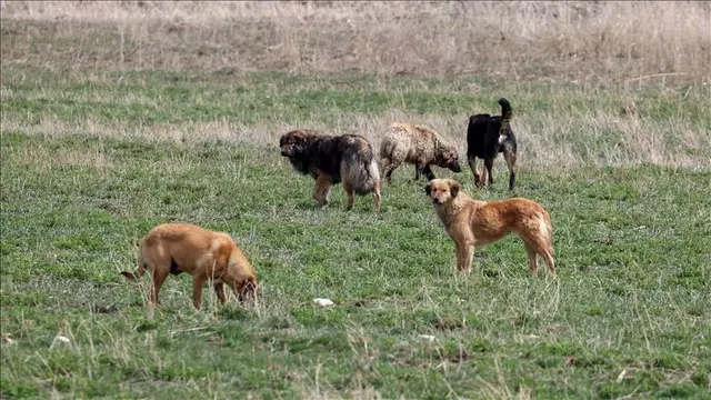 AK Parti’den Başıboş Köpek Sorununa Kapsamlı Çözüm