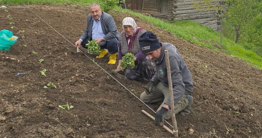 Kilo Vermeyi de Sağlayan Kırmızı Tatlı Patates Giresun’a Geliyor!