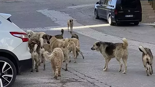 Sokak Hayvanları İçin Yeni Düzenlemeler Geliyor