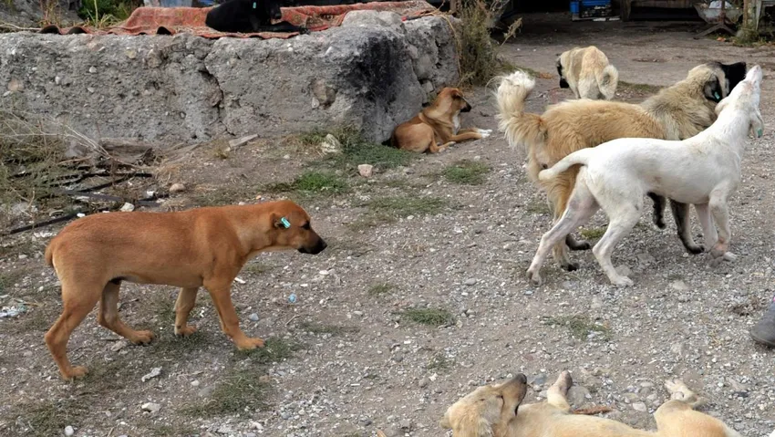 Sokak Hayvanları Düzenlemesine Yeni Açıklama!