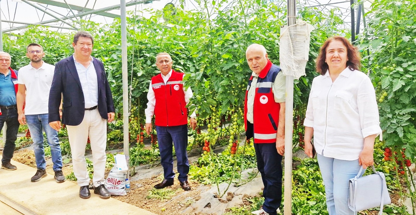 Samsun’da İlk Domates Hasadı Yapıldı!