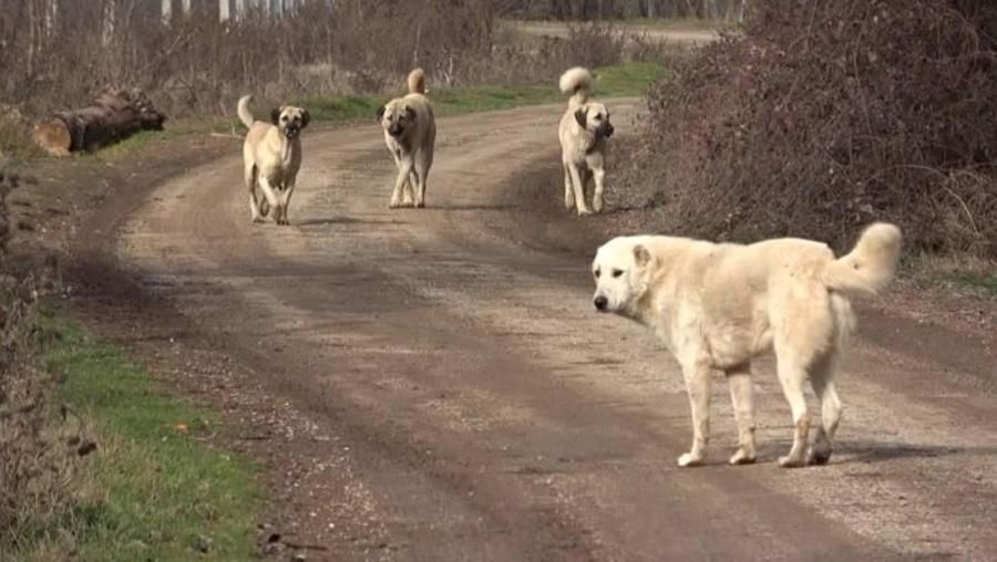 Başıboş Sokak Köpekleri İçin Yeni Düzenleme Tamamlanıyor