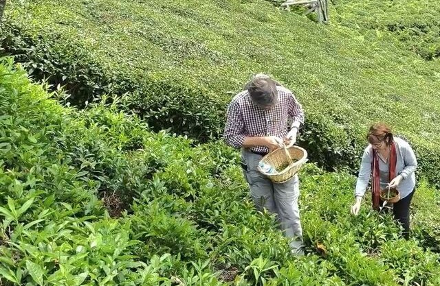 Hollandalı Çift Rize’de El Yapımı Çay Üretimini Keşfetti!