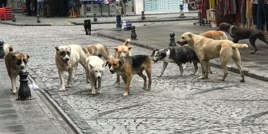 Cumhurbaşkanı Erdoğan’dan Sokak Köpekleri İçin Acil Talimat