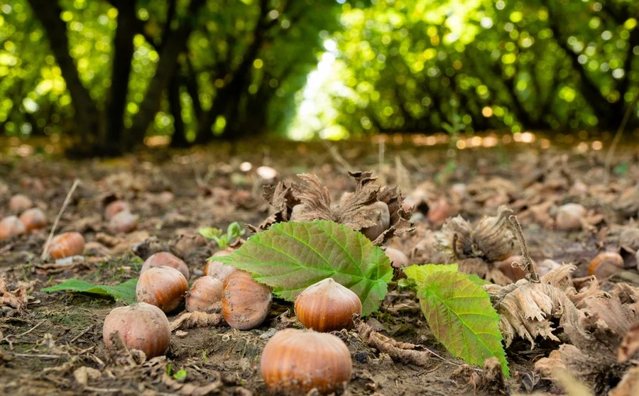 Karadeniz’de Fındık Hasadı Öncesi Yevmiyeler Belli Oldu!