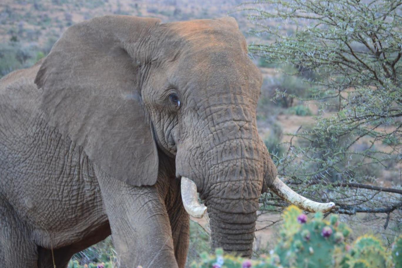 Zambiya’da Dehşet! Fil, Amerikalı Turisti Ezerek Öldürdü