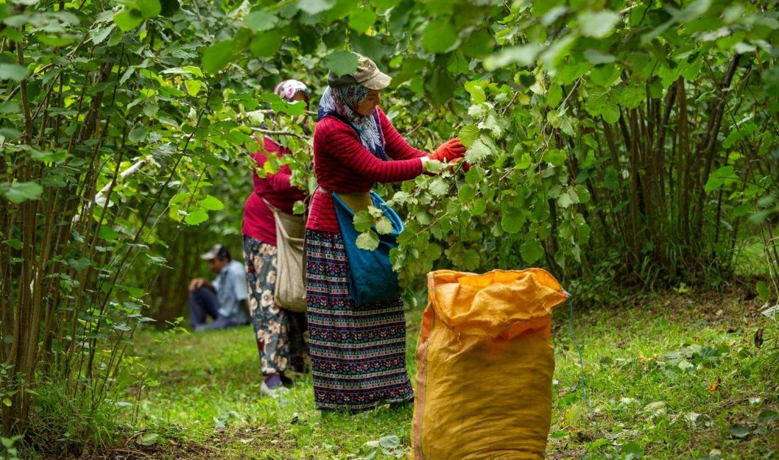 Giresun’da Fındık Hasadı İşçi Ücretleri Açıklandı