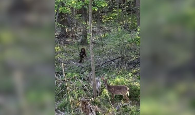 Ormanlık Alanda Görülen ‘Bebek Koca Ayak’ İddiası Sosyal Medyayı Karıştırdı