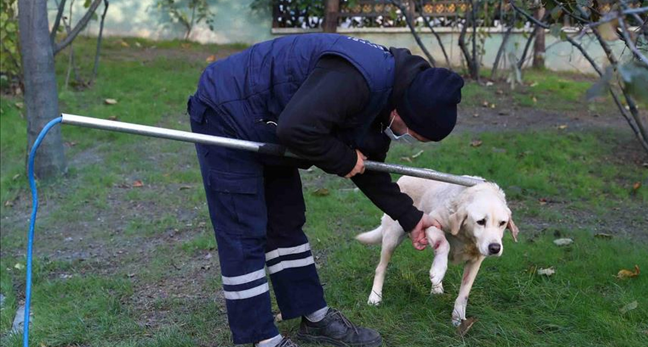 Sokak Hayvanları Yasa Teklifi Meclise Sunuluyor: Toplamayan Belediyelere Hapis Cezası!