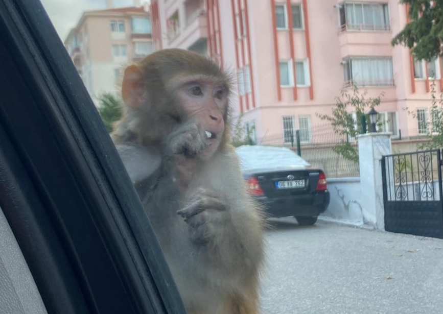 Çorum’da Kaçan Maymunun Isırdığı Genç Kız Hastaneye Kaldırıldı