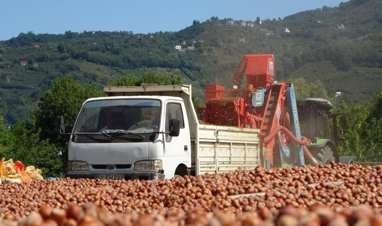 Ordu’da Patozcuların Altın Sezonu Başladı: Saatte 3 Bin 500 TL Kazanıyorlar!