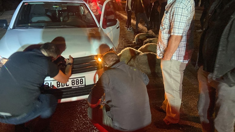 Giresun’da Otomobil Koyun Sürüsüne Çarptı: 12 Koyun Telef Oldu