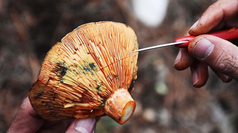 Kastamonu’da Mantar Zehirlenmesi: 5 Kişi Hastaneye Kaldırıldı