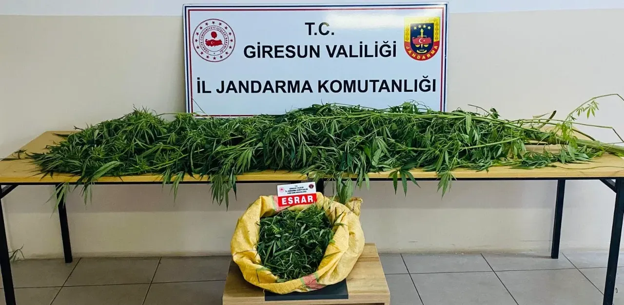 Giresun’da Uyuşturucu Operasyonu: 3 Kilo Esrar Yakalandı!