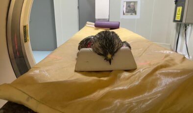 OMÜ Veteriner Fakültesi Hastanesi, 2025 İlk Çeyreğinde 4 Bin Hayvana Şifa Dağıttı