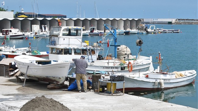 Karadeniz’de Çaça Avı Sezonu Rekor Kırıyor: Balıkçılar Bereketli Sezondan Memnun