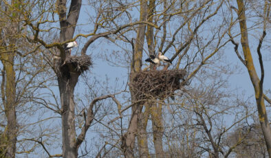 Kızılırmak Deltası Kuş Cenneti’nde ‘Leylek Ormanı’ Şenlendi