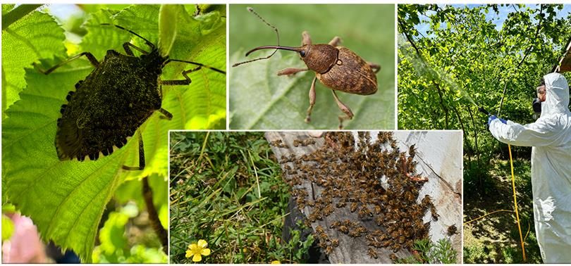 Köylü Kokarca Kış Uykusundan Erken Uyandı: Tarımsal Mücadele Başladı