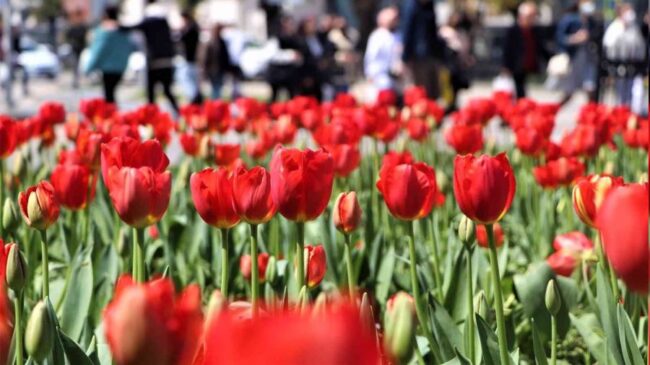 Samsun'da Lale Zamanı