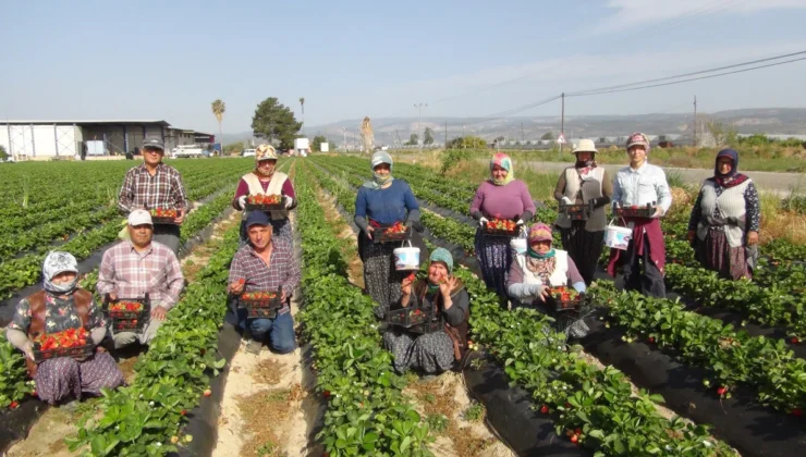Silifke’de Çilek Hasadı Başladı, İç Piyasada ve İhracatta Hız Kazandı