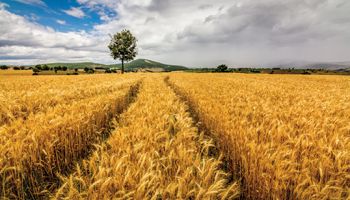 Tarımda Büyük Fırsat! 20 Milyon TL’ye Kadar Hibe Desteği Başvuruları Başladı