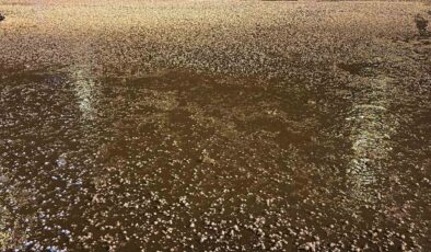 Uşak’ta Etkili Dolu Yağışı Yolları Beyaza Bürüdü