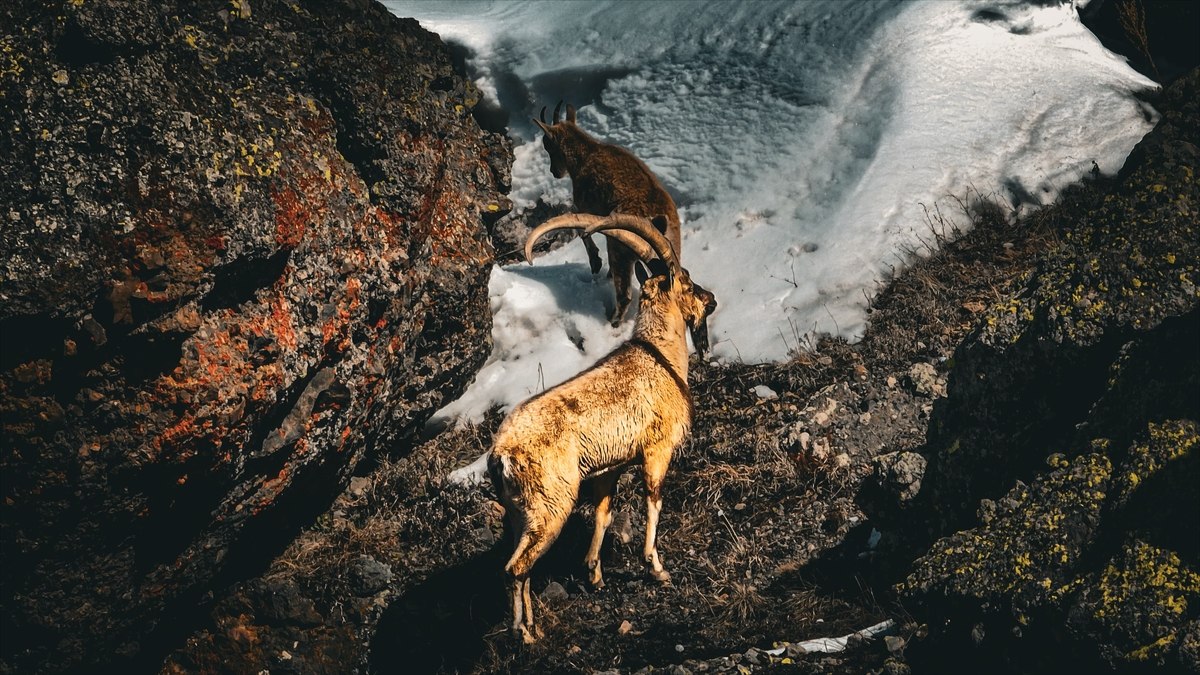 Ağrı’nın yüksek dağlarında yaban keçileri görüntülendi