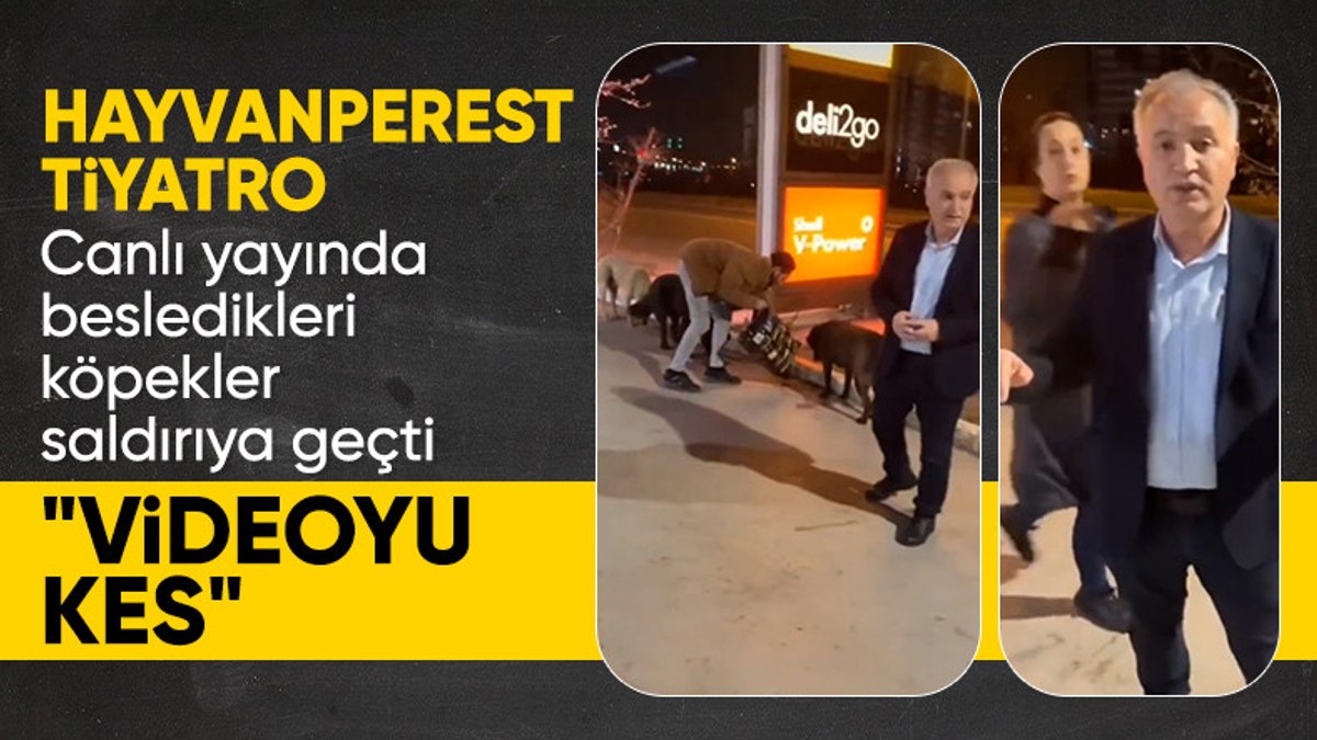 Ankara’da beslenilen sokak köpeklerinin saldırganlaştığı anlar