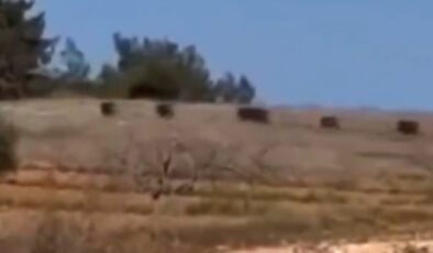 Gaziantep’te Domuz Sürüsü Görüntülendi: Mahalle Sakinleri Tedirgin