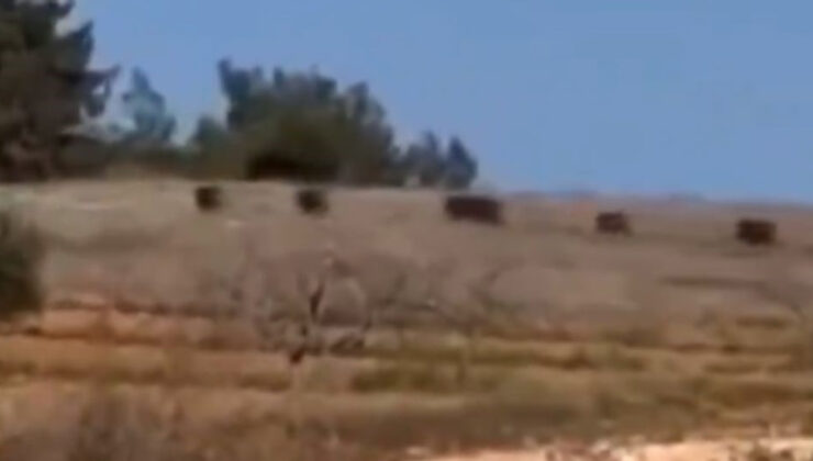 Gaziantep’te Domuz Sürüsü Görüntülendi: Mahalle Sakinleri Tedirgin