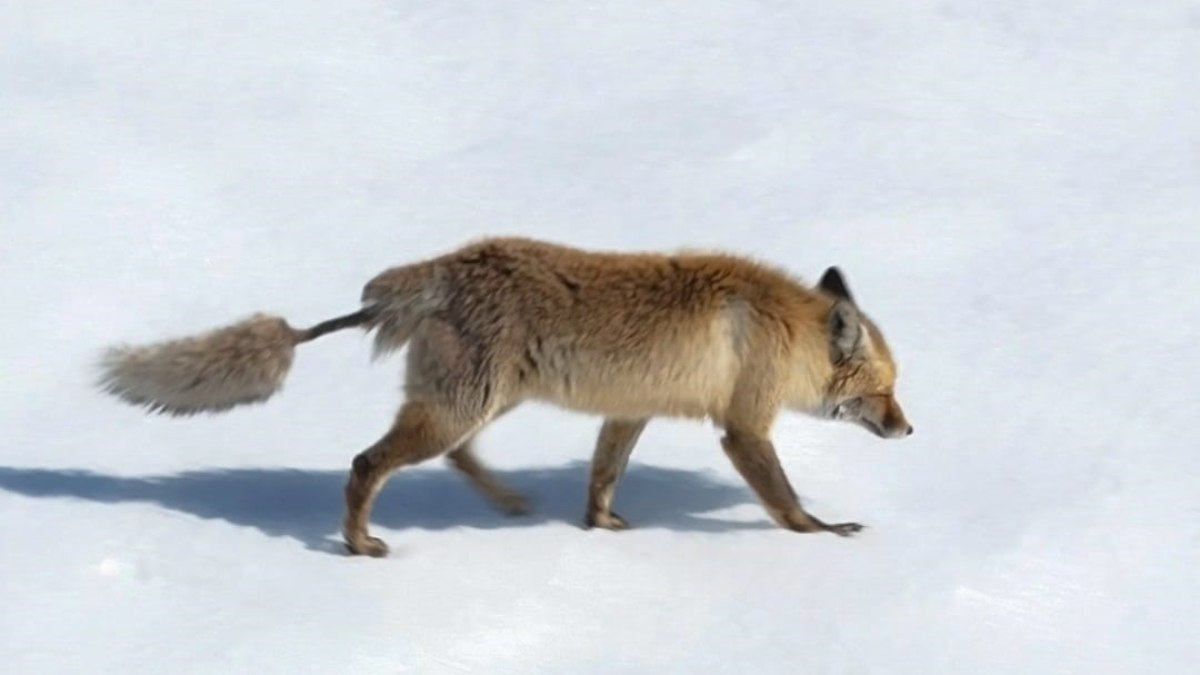 Artvin’de tilki, ilginç kuyruğuyla dikkat çekti
