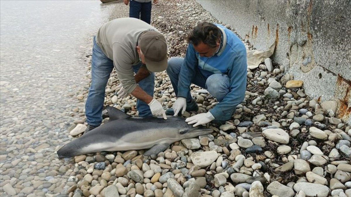 Ege Denizi’nde Tehlikeli Altındaki Tırtak Yunusu Ölü Bulundu
