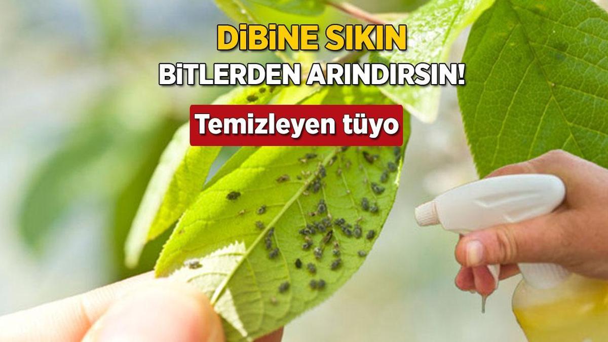 Çiçeğin dibine dökün, bitlere son verin! Temizleyip mis gibi çiçek açtıracak